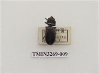 藏品(小黑豔蟲)的圖片